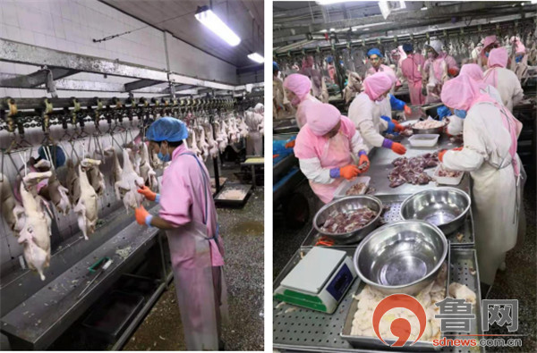 德州禹城市倫鎮 四項強化舉措守護“舌尖上的安全”，餐飲管理成效顯著